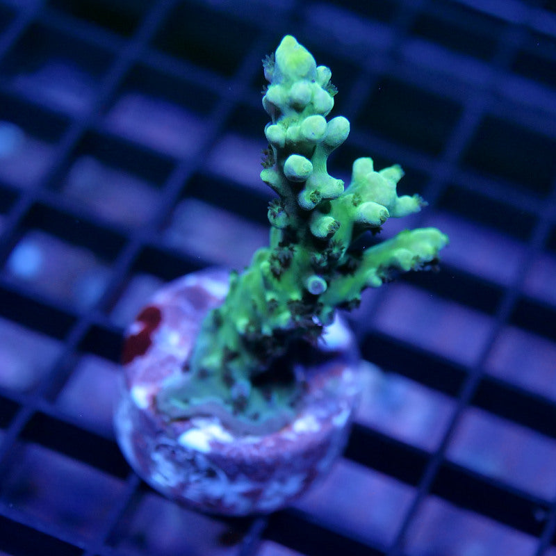 Acropora austera - SciReef Twin - Grade 1