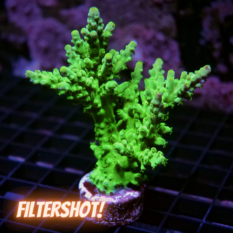 Acropora austera - SciReef Twin - Grade 2