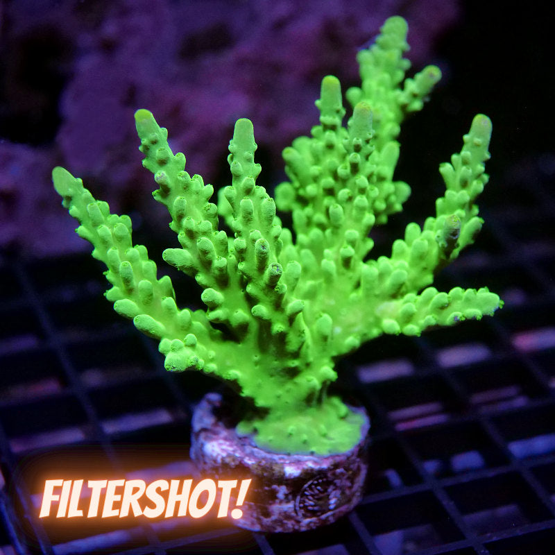 Acropora austera - SciReef Twin - Grade 2