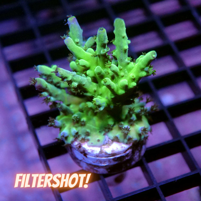 Acropora austera - SciReef Twin - Grade 1