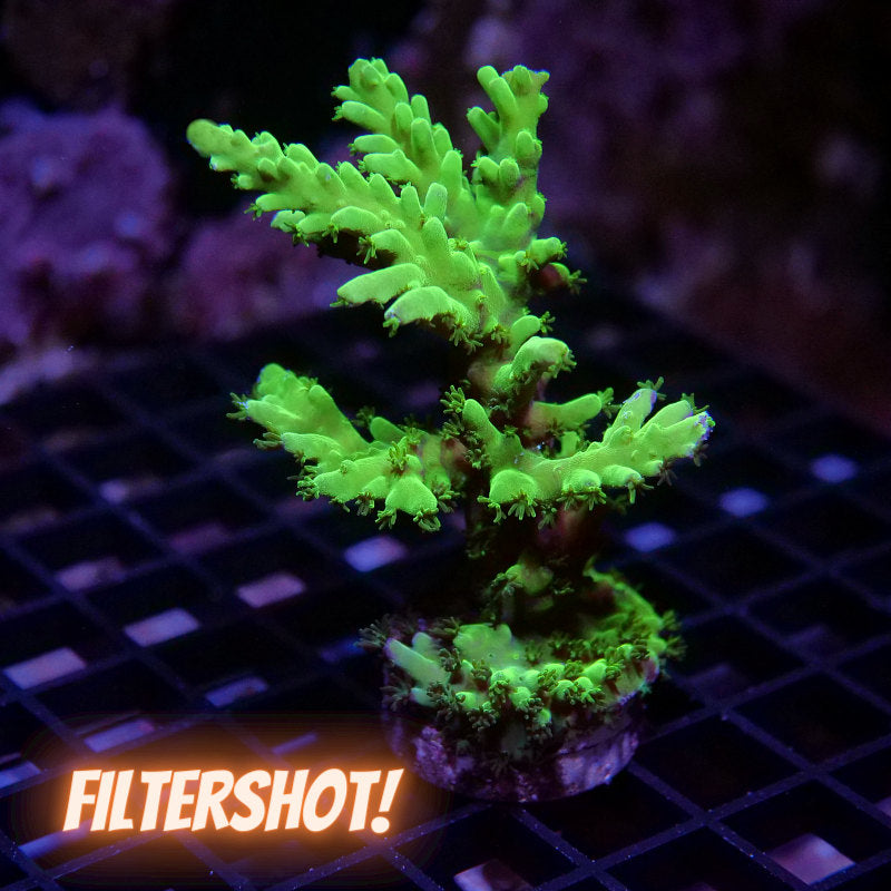 Acropora austera - SciReef Twin - Grade 1