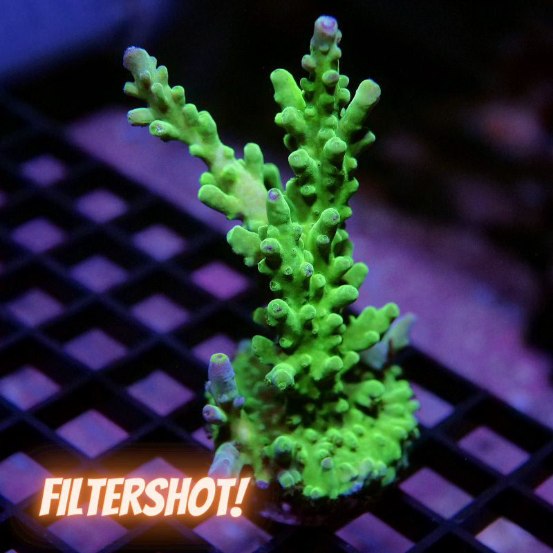 Acropora austera - SciReef Twin - Grade 1