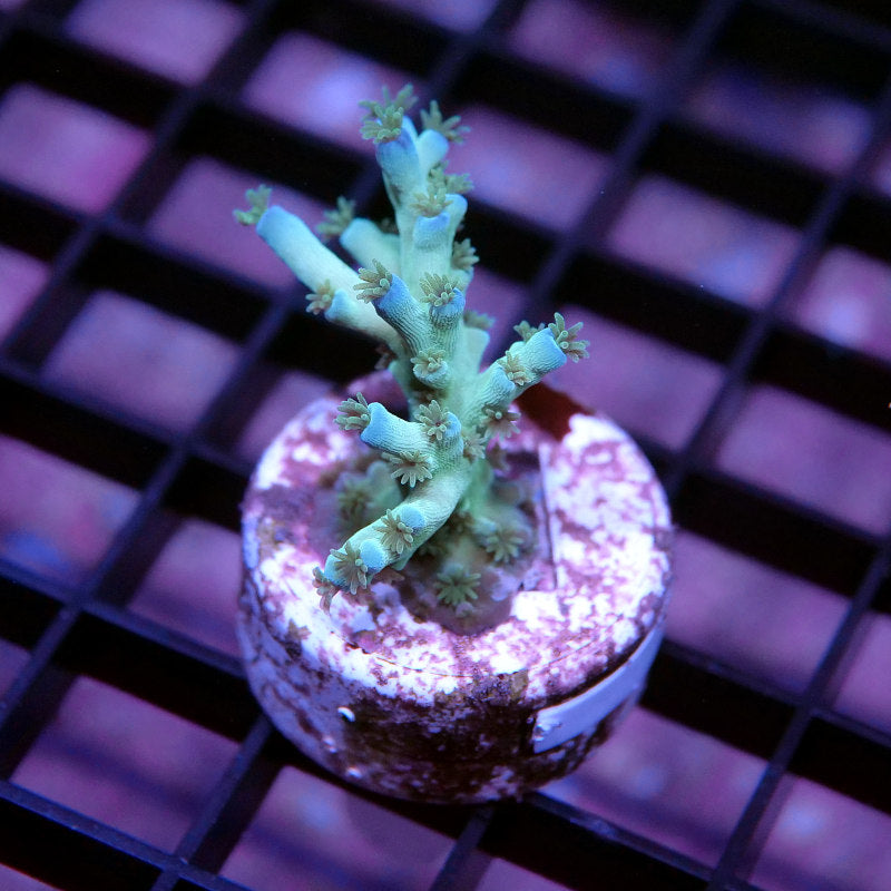 Buy Montipora Superman - Monti from breeding - plate-shaped