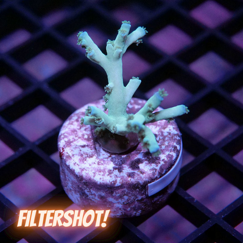 Acropora tenuis - SciReef Twin - Grade 2 - Ice Fire