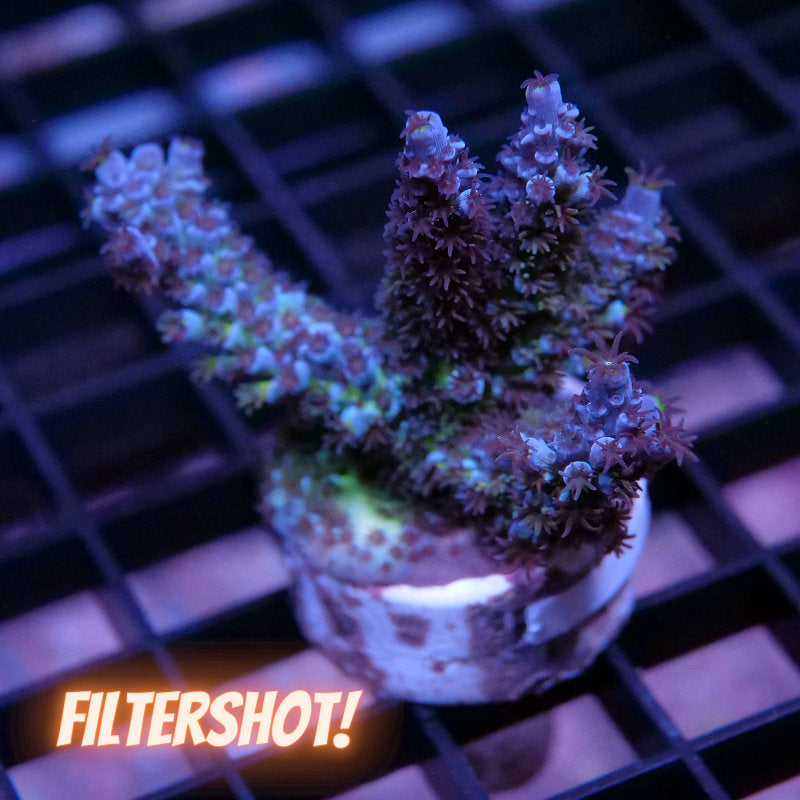 Acropora kenti - SciReef Twin Grade 2