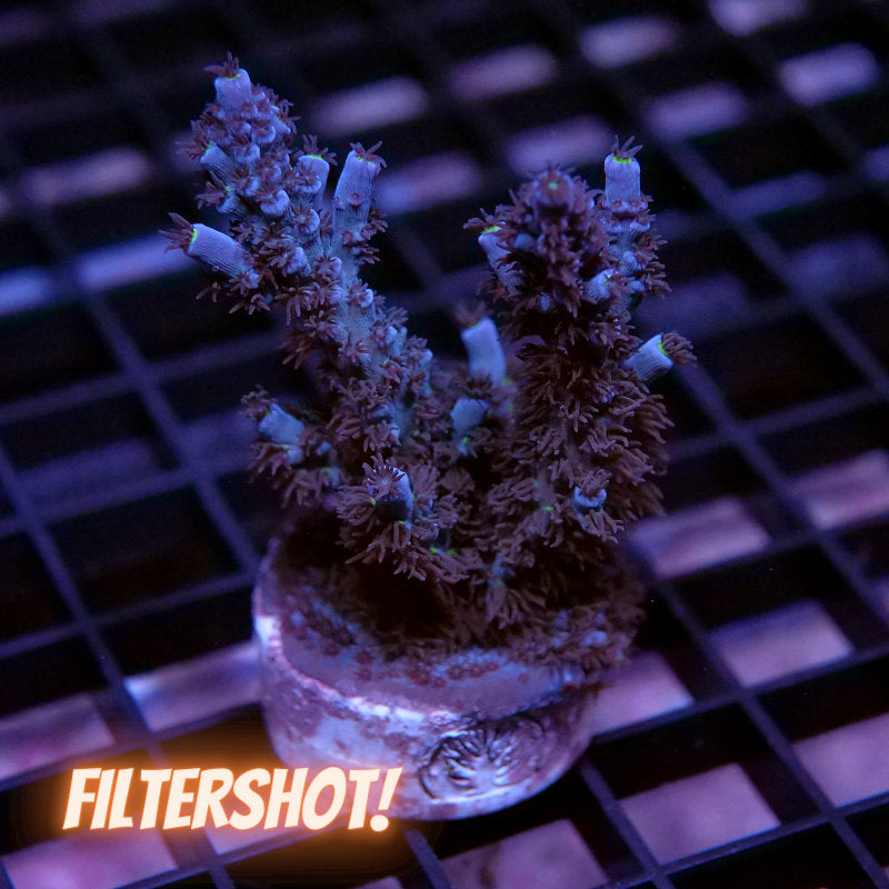 Acropora kenti - SciReef Twin Grade 2