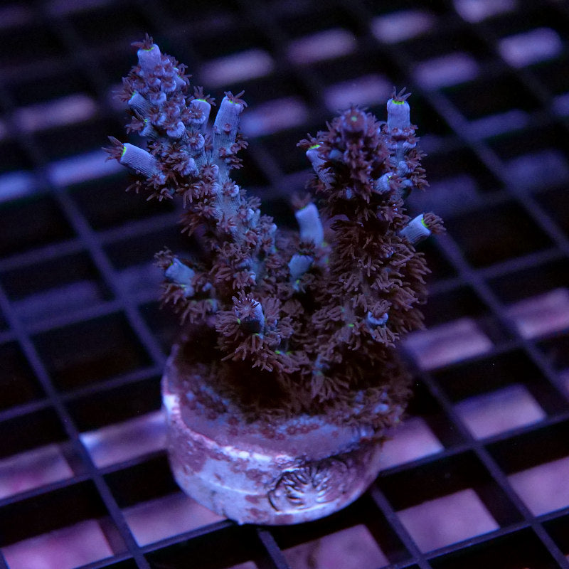 Acropora kenti - SciReef Twin - Grade 2 - deep blue