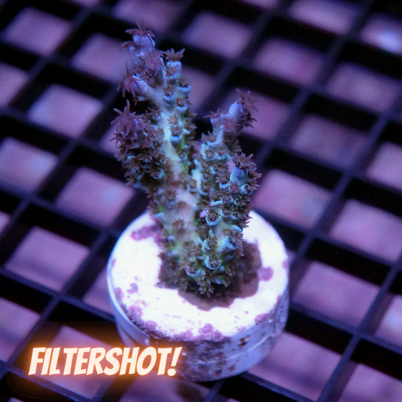 Acropora kenti - SciReef Twin Grade 2