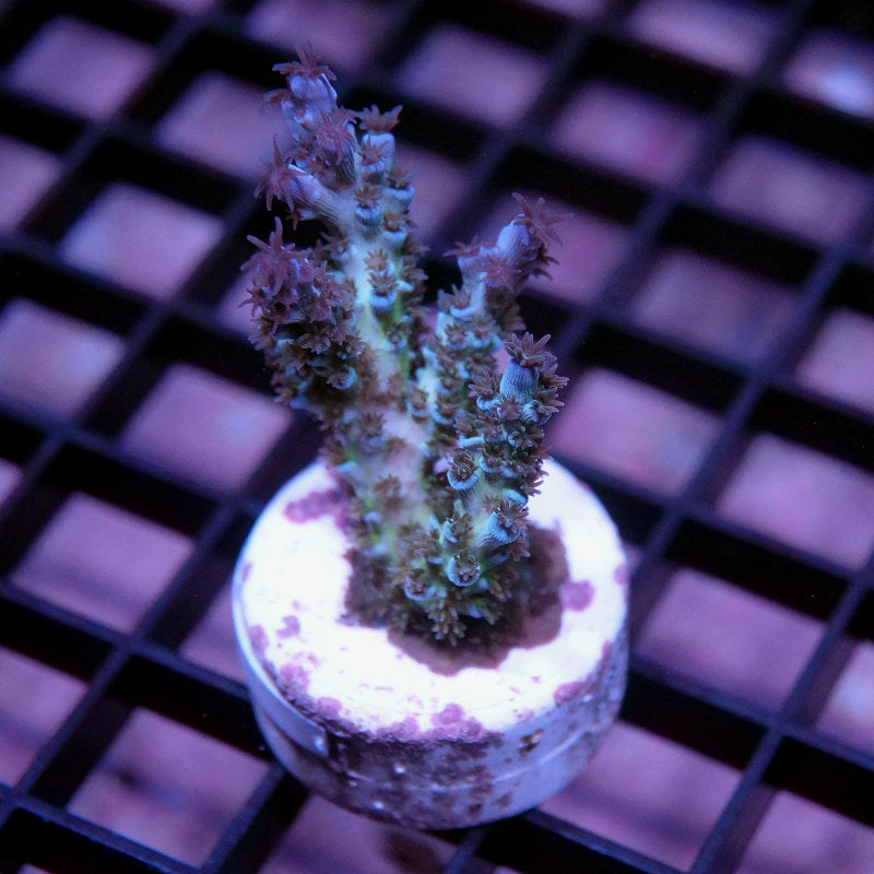 Acropora kenti - SciReef Twin Grade 2