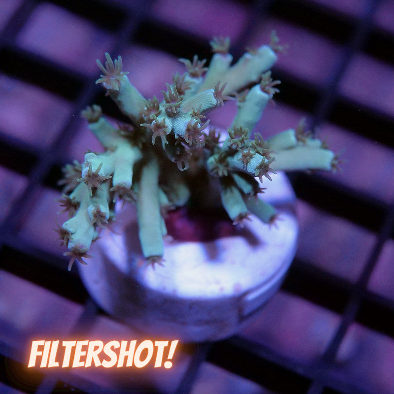 Acropora tenuis - SciReef Twin - Grade 1 - Pistaccio