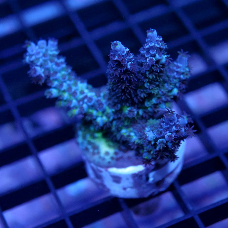 Acropora kenti - SciReef Twin Grade 2