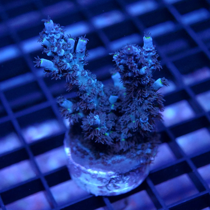 Acropora kenti - SciReef Twin Grade 2