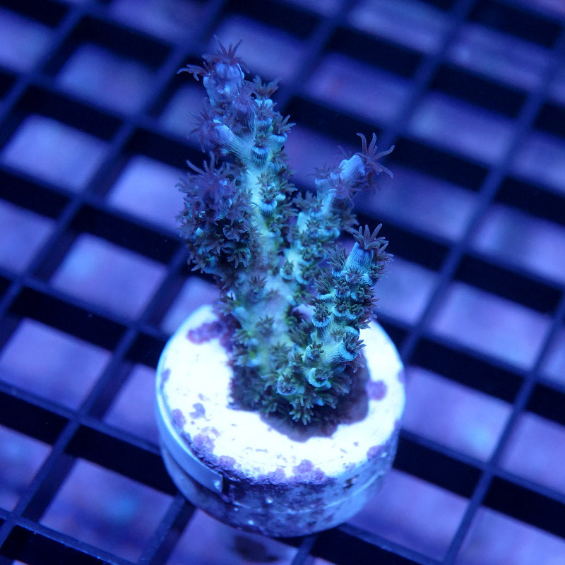 Acropora kenti - SciReef Twin Grade 2