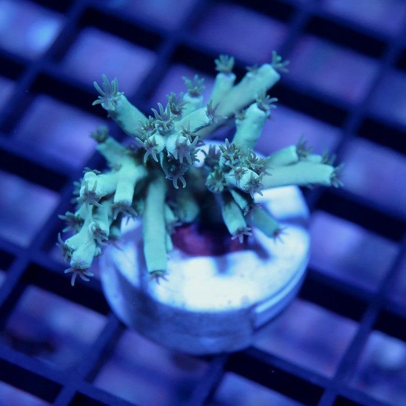 Acropora tenuis - SciReef Twin - Grade 1 - Pistaccio