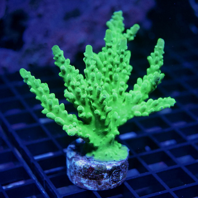 Acropora austera - SciReef Twin - Grade 2