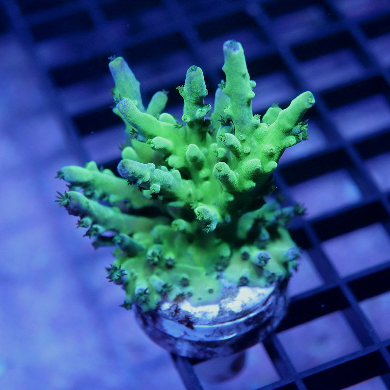 Acropora austera - SciReef Twin - Grade 1