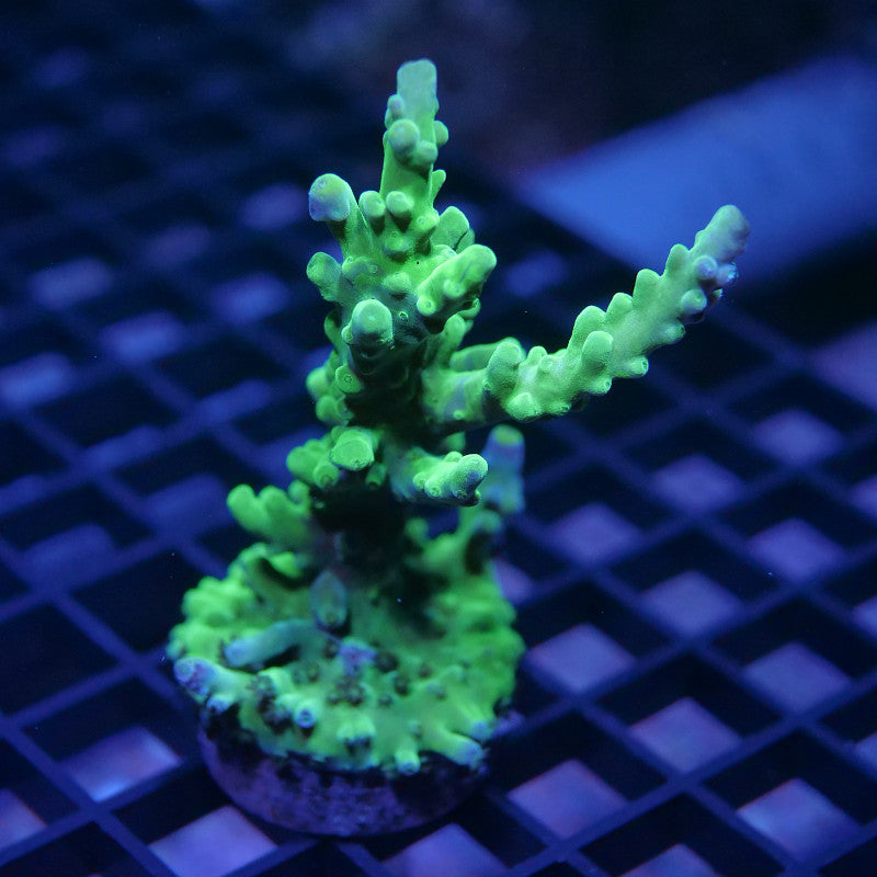 Acropora austera - SciReef Twin - Grade 1