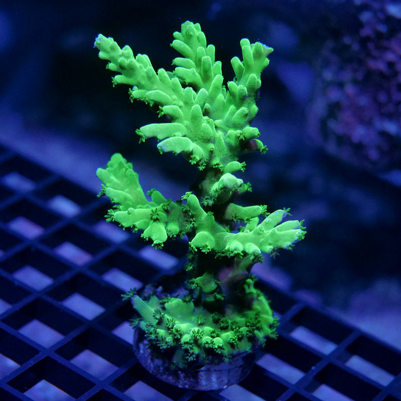 Acropora austera - SciReef Twin - Grade 1