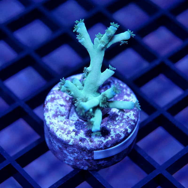 Acropora tenuis - SciReef Twin - Grade 2 - Ice Fire