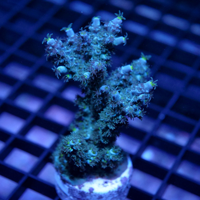 Acropora kenti - SciReef Twin Grade 1