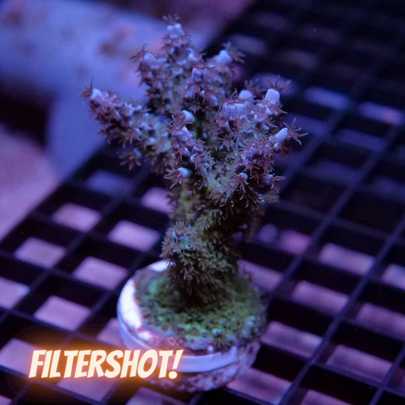 Acropora kenti - SciReef Twin Grade 1