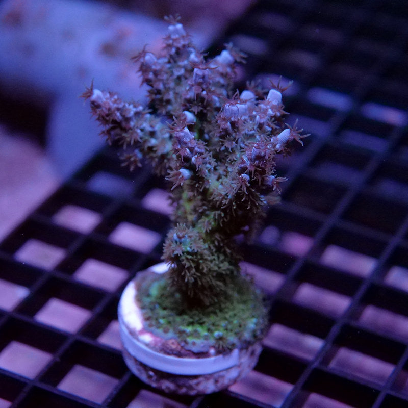 Acropora kenti - SciReef Twin - Grade 1 - turqouise rose