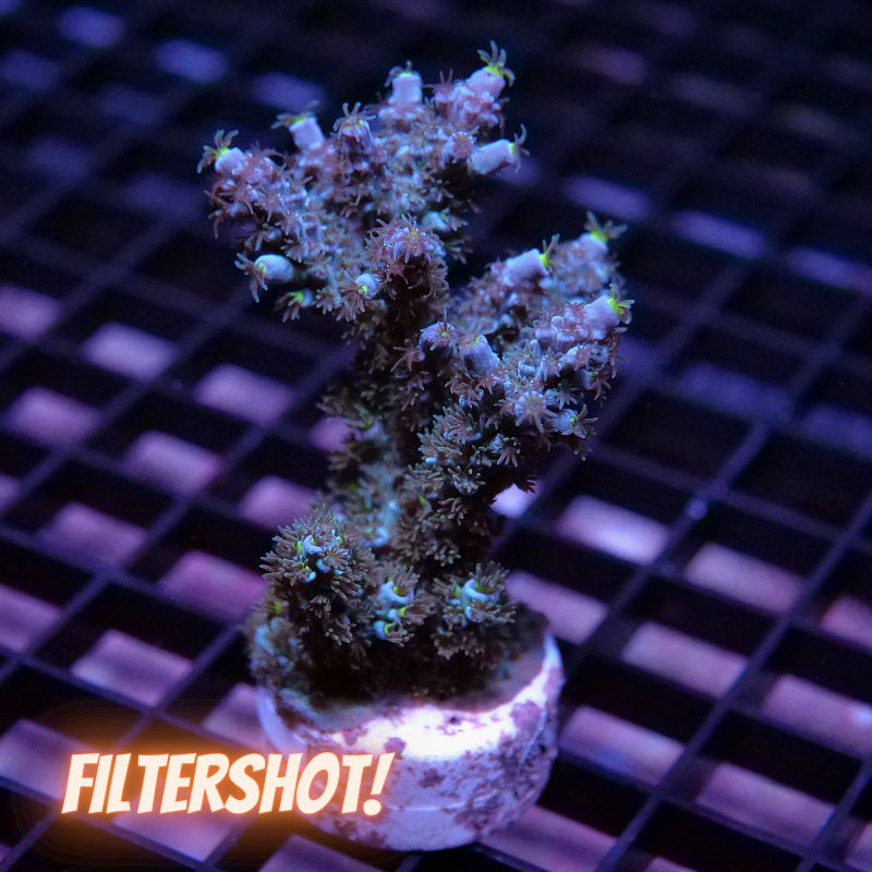 Acropora kenti - SciReef Twin Grade 1
