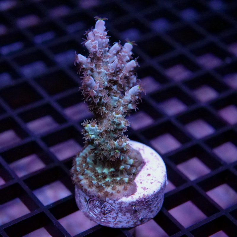 Acropora kenti - SciReef Twin - Grade 1 - lime rose