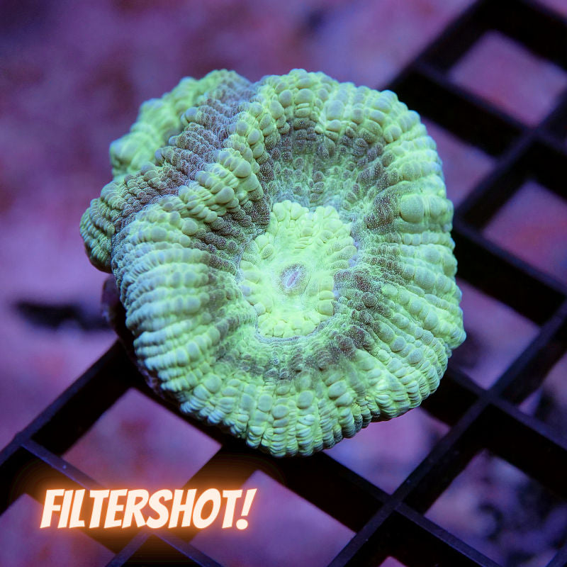 Goniastrea sp. 'Mint'