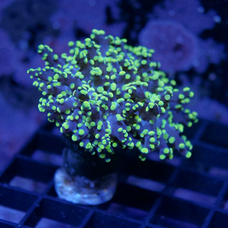 Euphyllia paradivisa 'Yellow'