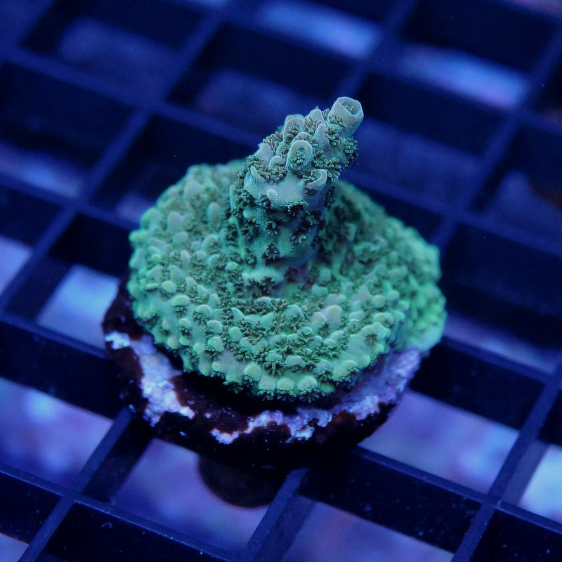 Acropora sp.