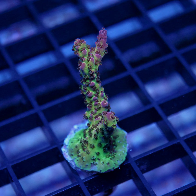 Acropora sp. 'PC Rainbow'