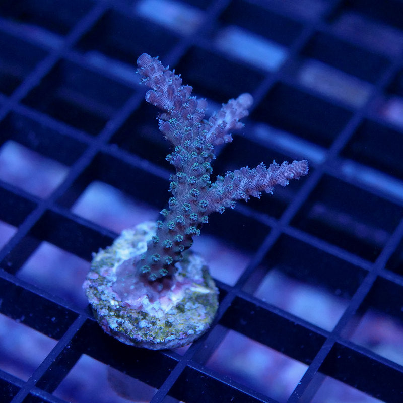 Acropora sp. 'Sparkle'