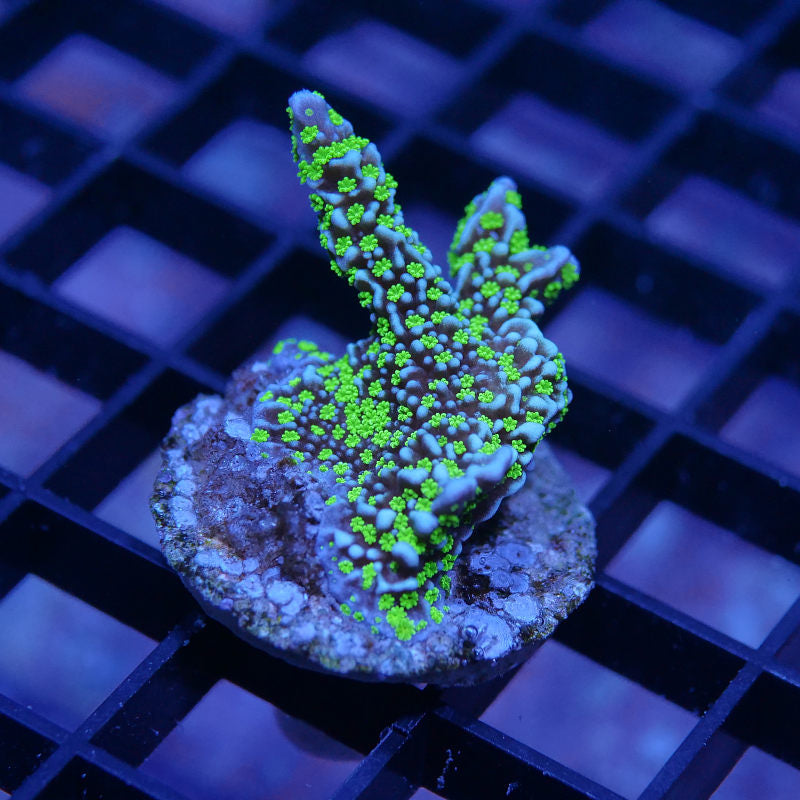 Montipora sp. 'Star Wars'