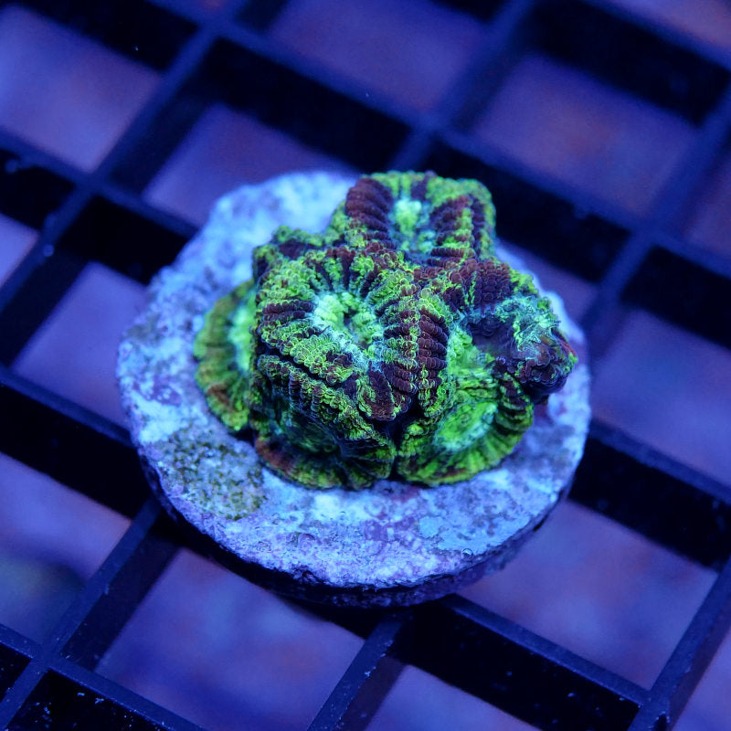 Favia sp. 'Paint Splatter'