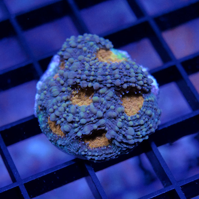 Acanthastrea echinata 'Orange Center'