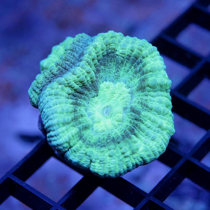 Goniastrea sp. 'Mint'