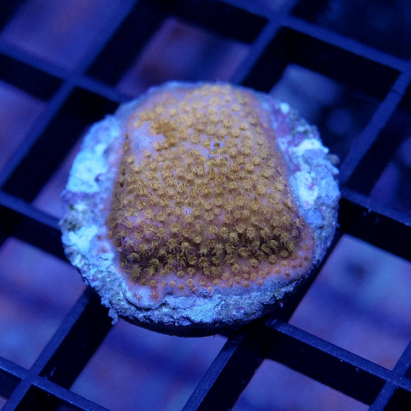 Stylocoeniella sp. 'Orange'