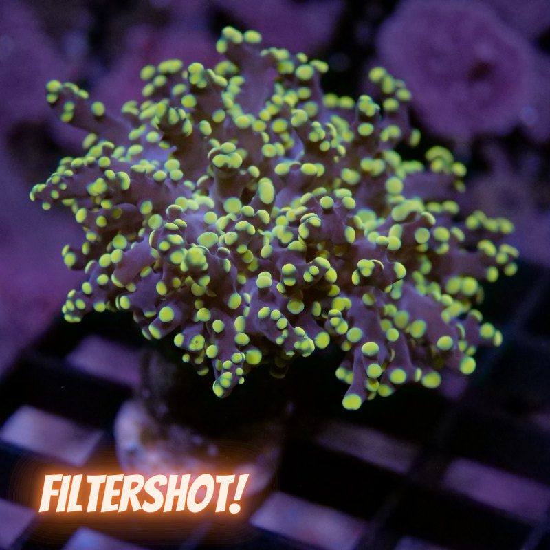Euphyllia paradivisa 'Yellow'