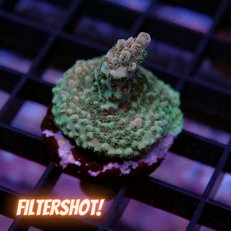 Acropora sp.