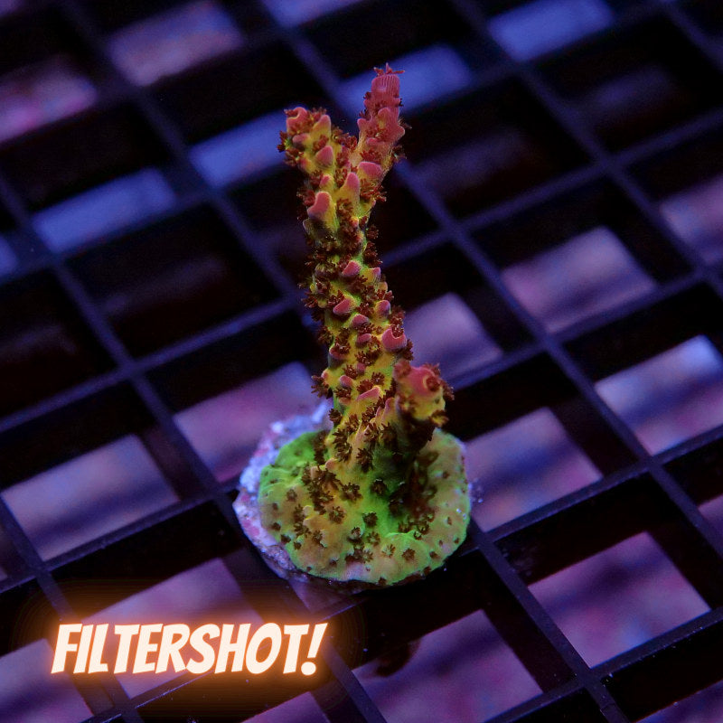 Acropora sp. 'PC Rainbow'