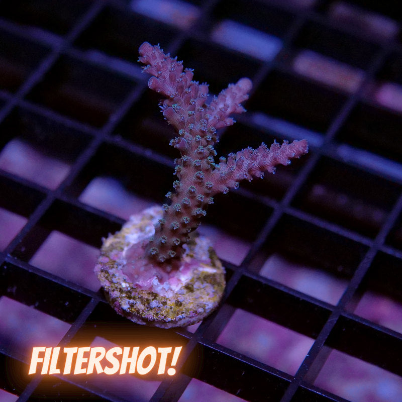 Acropora sp. 'Sparkle'