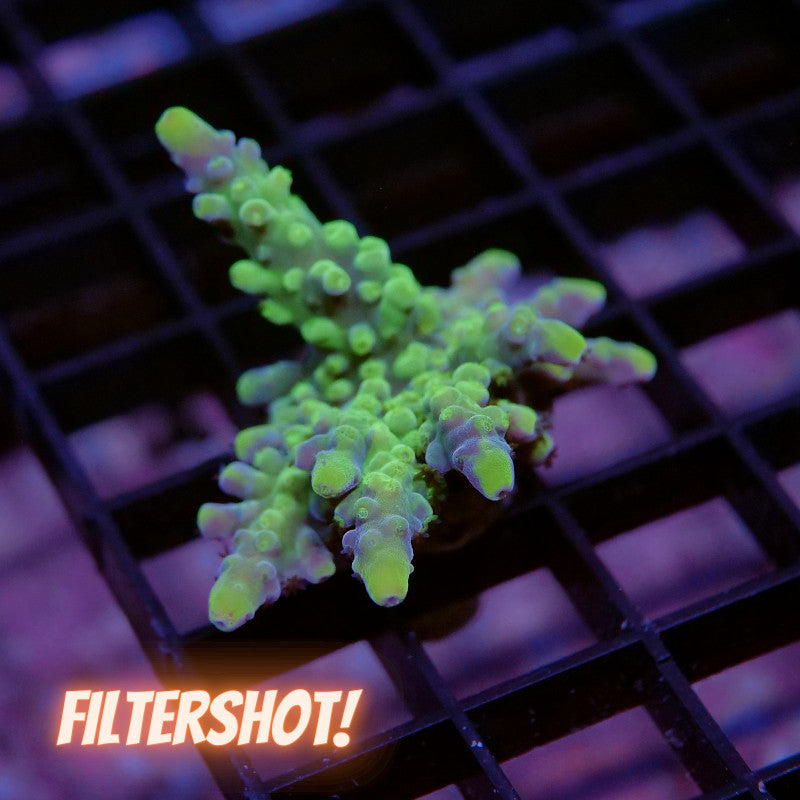 Acropora vaughani 'Bicolor'