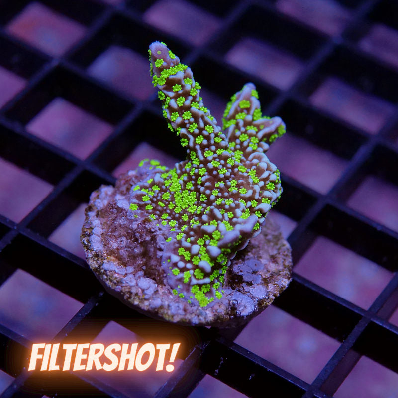 Montipora sp. 'Star Wars'