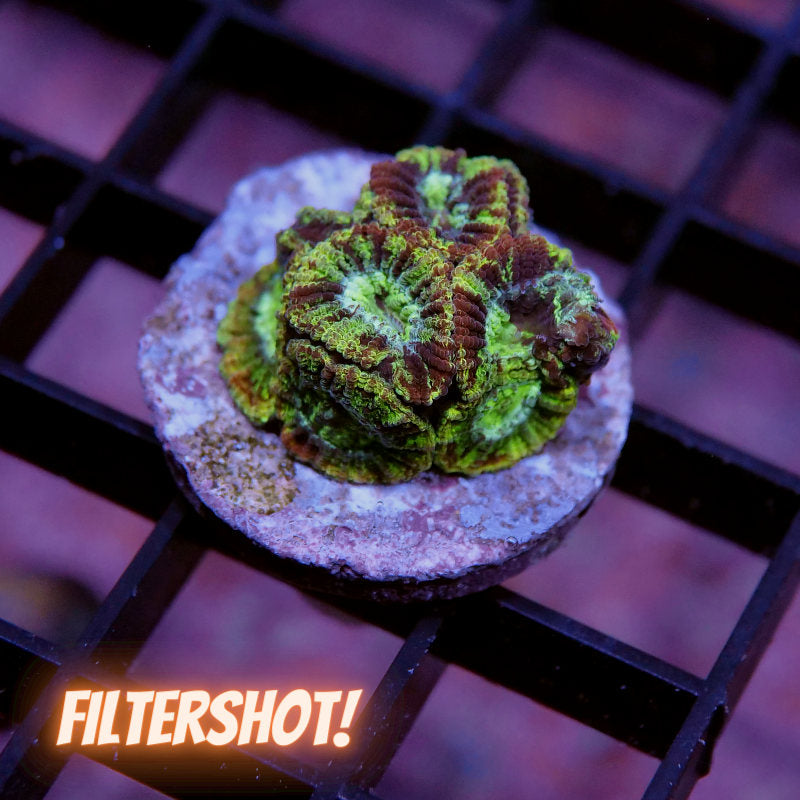 Favia sp. 'Paint Splatter'