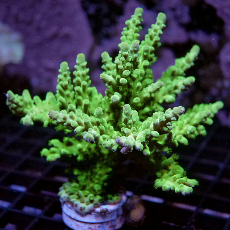 Acropora austera - SciReef Twin - Grade 2