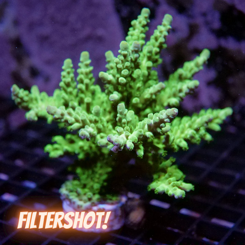 Acropora austera - SciReef Twin - Grade 2