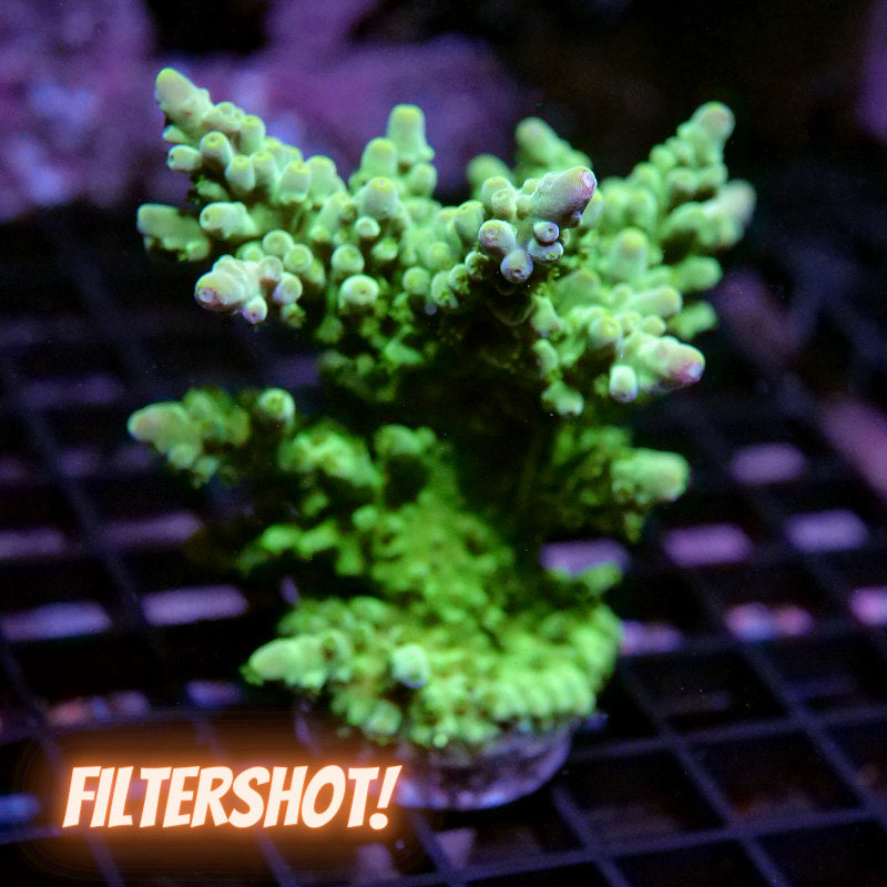 Acropora austera - SciReef Twin - Grade 2