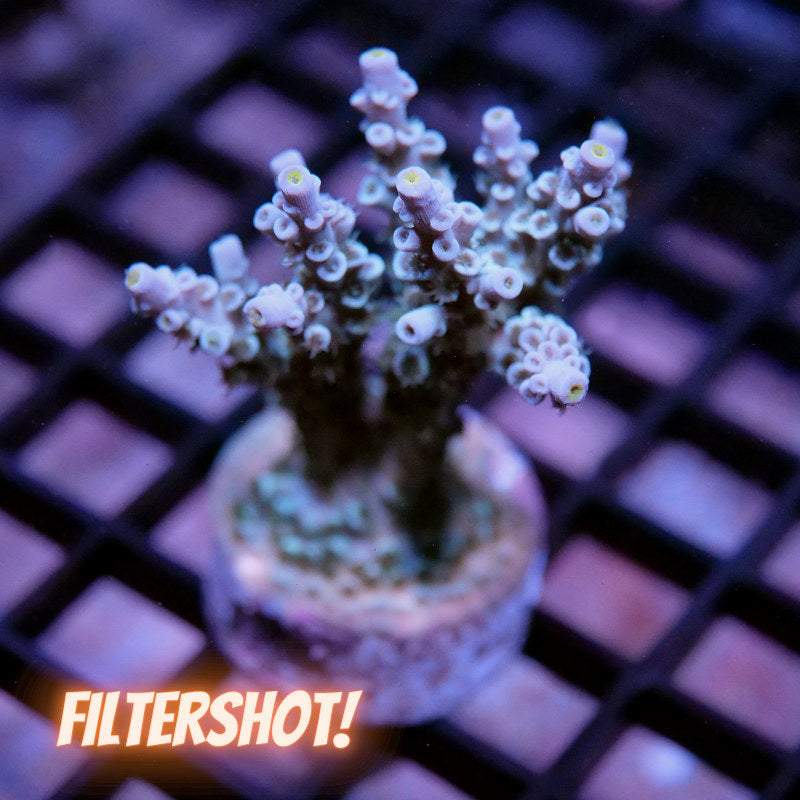 Acropora kenti - SciReef Twin - Grade 2 - lime rose