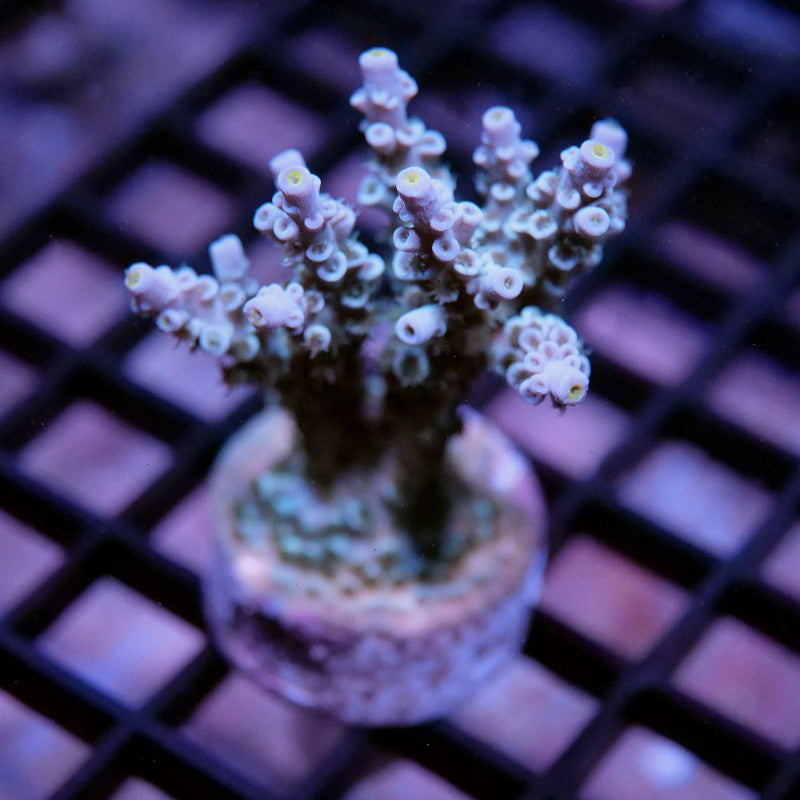 Acropora kenti - SciReef Twin - Grade 2 - lime rose
